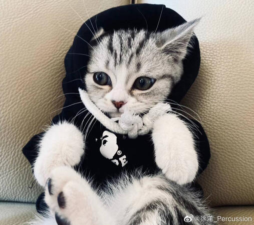 Xuyang's Cat - Oreo (奧利奧)